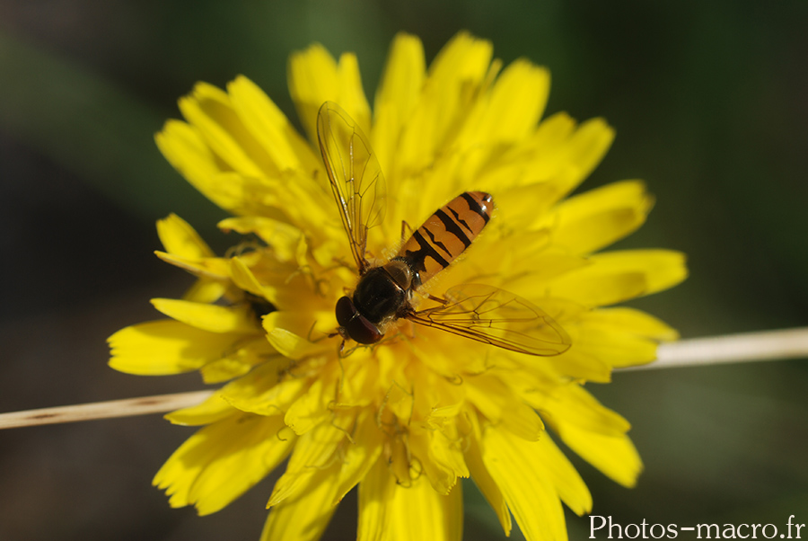 Episyrphus balteatus